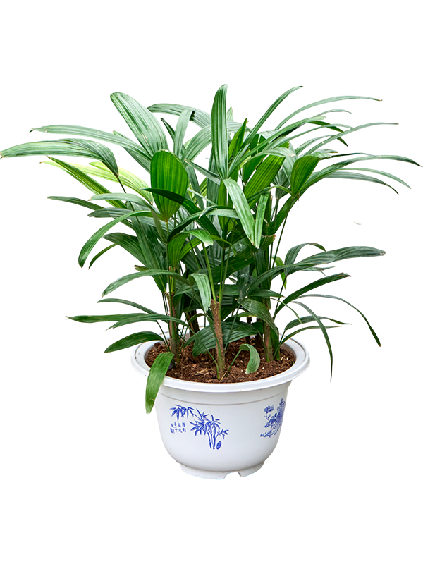 Rhapis excelsa