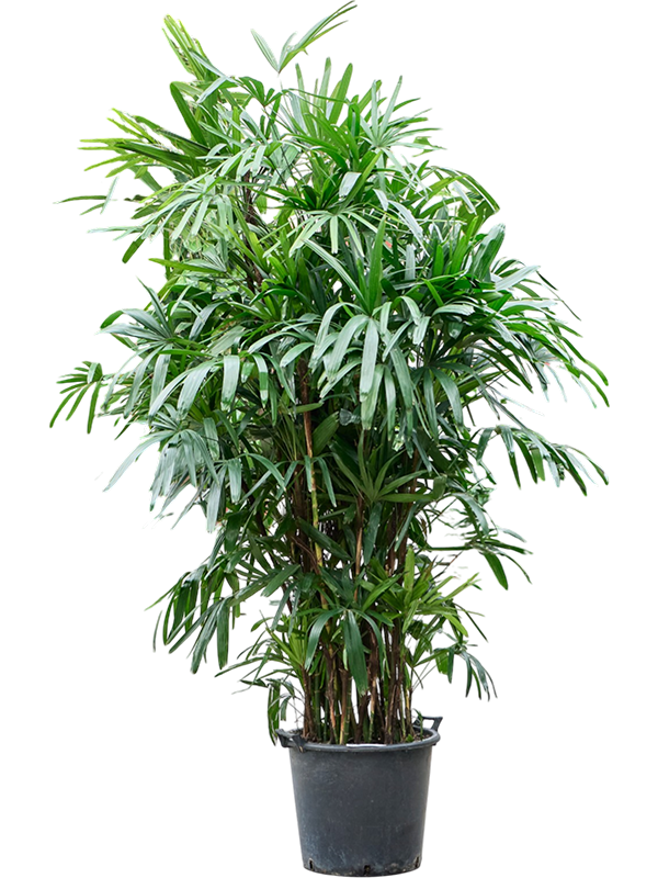 Rhapis excelsa (260-280)