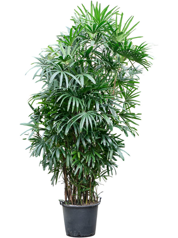 Rhapis excelsa (300-330)