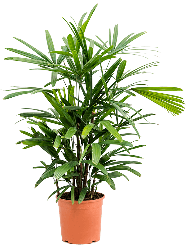 Rhapis excelsa (80-100)
