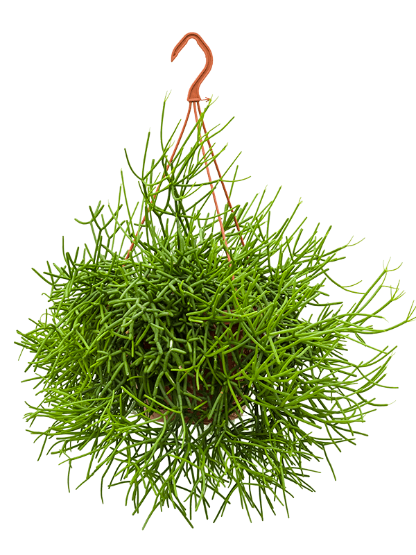 Rhipsalis heteroclada