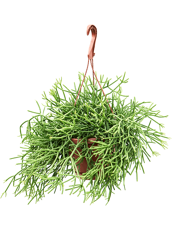 Rhipsalis heteroclada