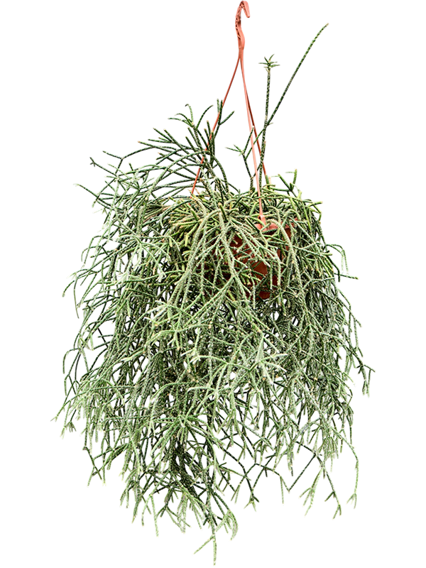 Rhipsalis pilocarpa