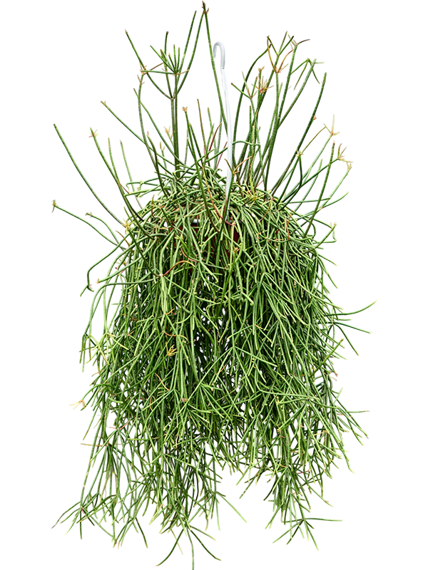 Rhipsalis Mauritiana