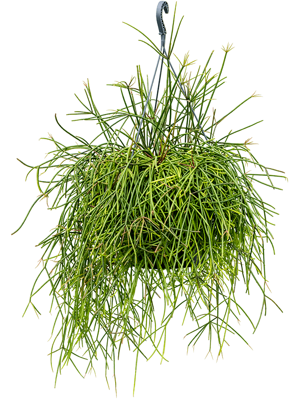 Rhipsalis mauretiana