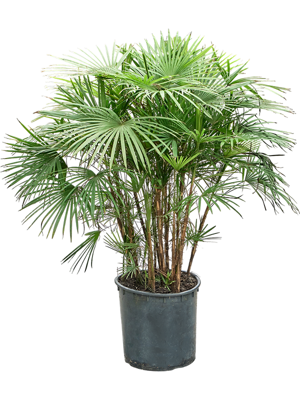 Rhapis multifida (110-140)