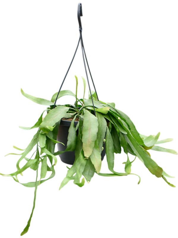 Rhipsalis ramulosa 'Red Coral'