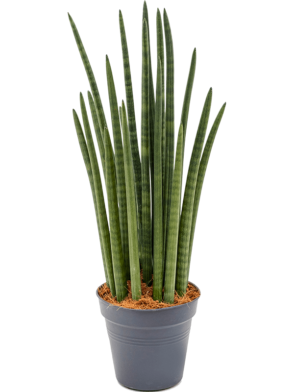 Sansevieria cylindrica 'Tower'