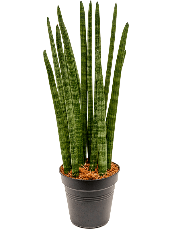 Sansevieria cylindrica 'Tower'