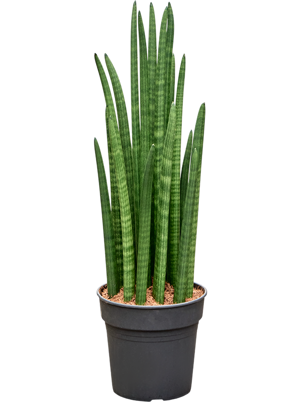 Sansevieria cylindrica 'Tower'