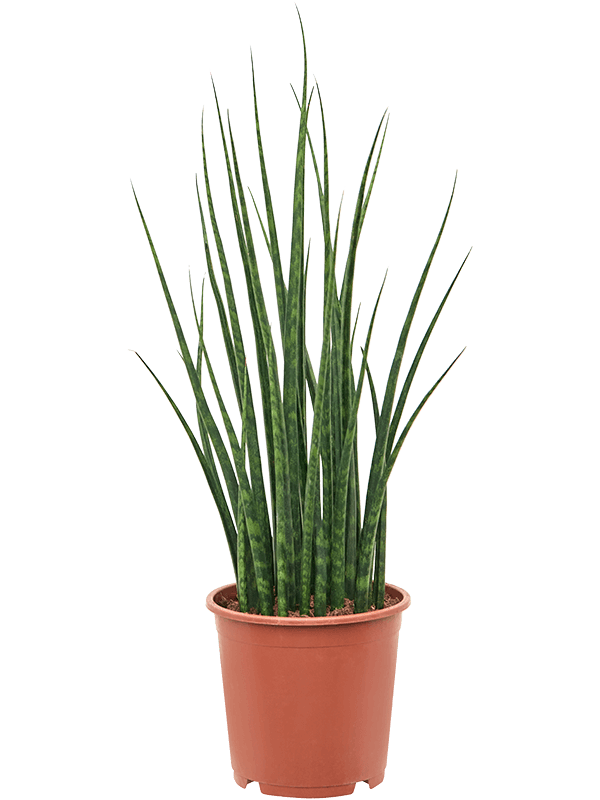 Sansevieria cylindrica 'Fernwood Mikado'