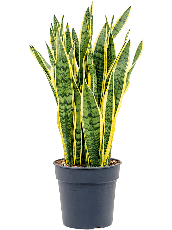 Sansevieria trifasciata 'Laurentii'