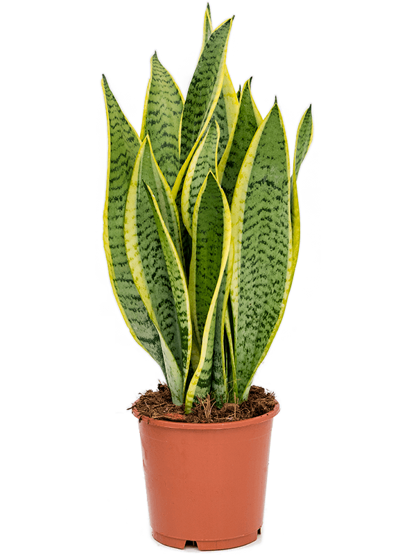 Sansevieria trifasciata 'Laurentii'