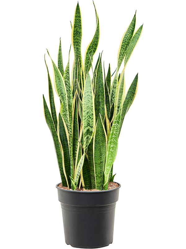 Sansevieria trifasciata 'Laurentii'