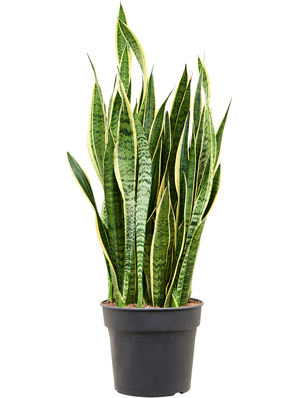 Sansevieria trifasciata 'Laurentii'