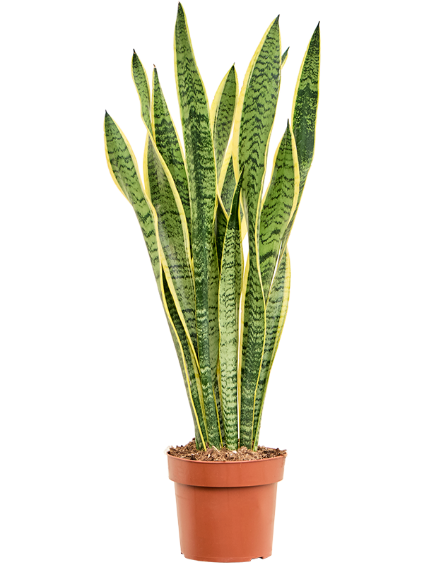 Sansevieria trifasciata 'Laurentii'