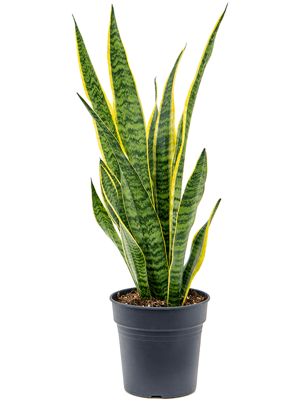 Sansevieria trifasciata 'Laurentii'