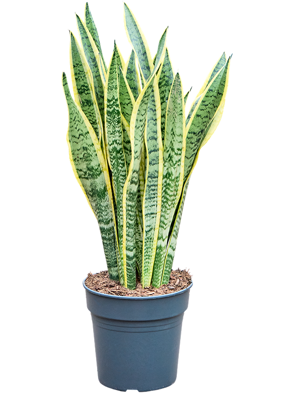 Sansevieria trifasciata 'Laurentii'