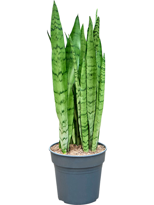 Sansevieria trifasciata 'Silver Mist'