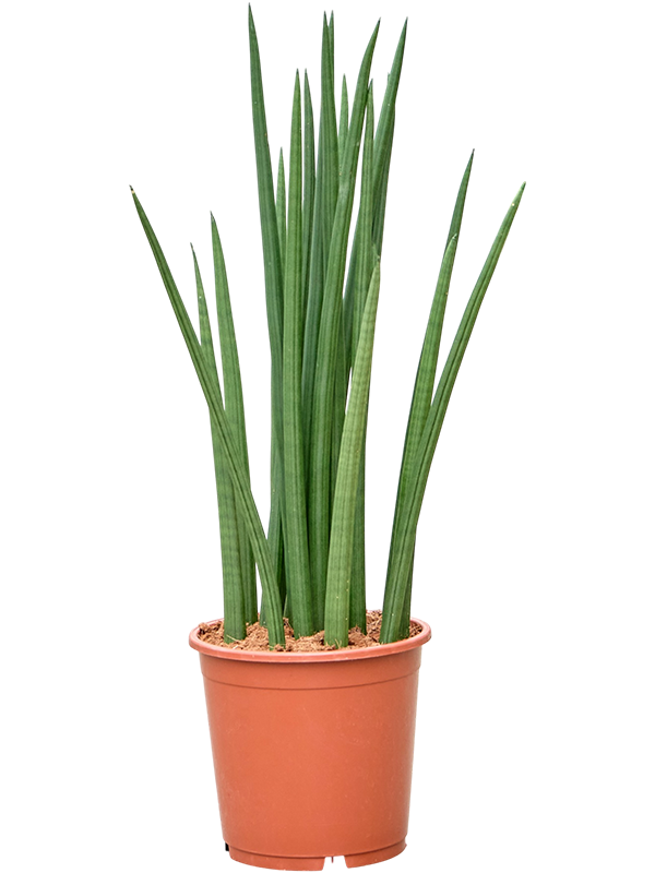 Sansevieria cylindrica 'Spikes'