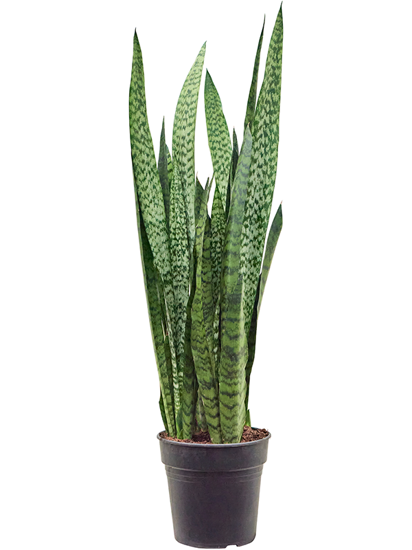 Sansevieria zeylanica