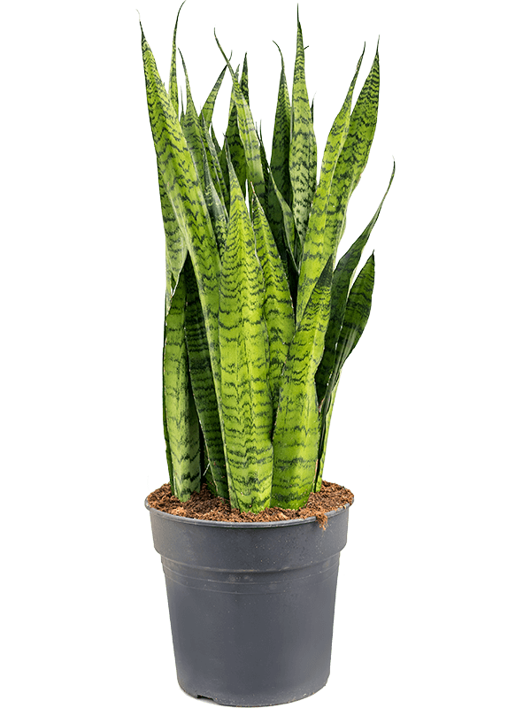 Sansevieria zeylanica