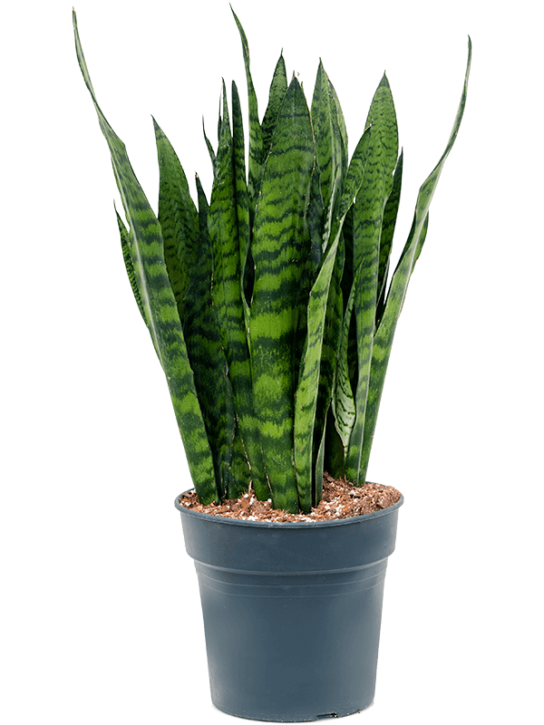 Sansevieria zeylanica