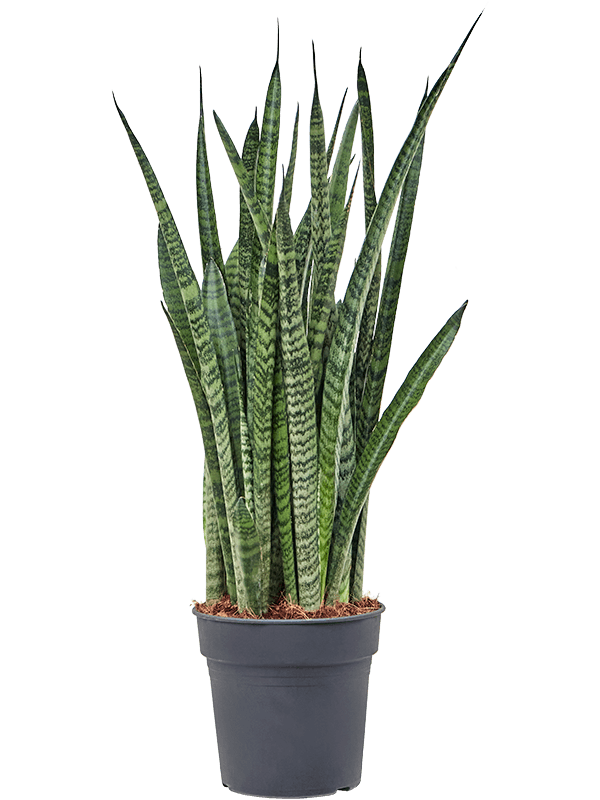 Sansevieria zeylanica 'Narrow'