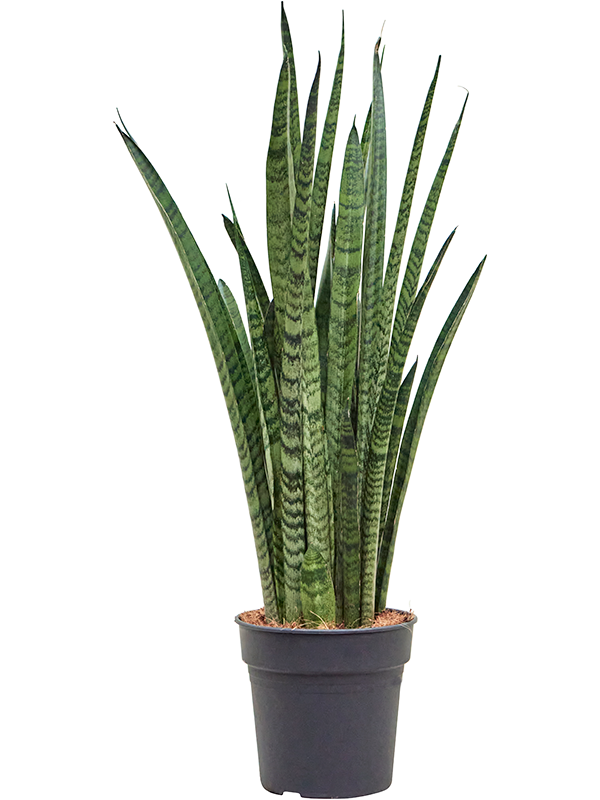 Sansevieria zeylanica 'Narrow'