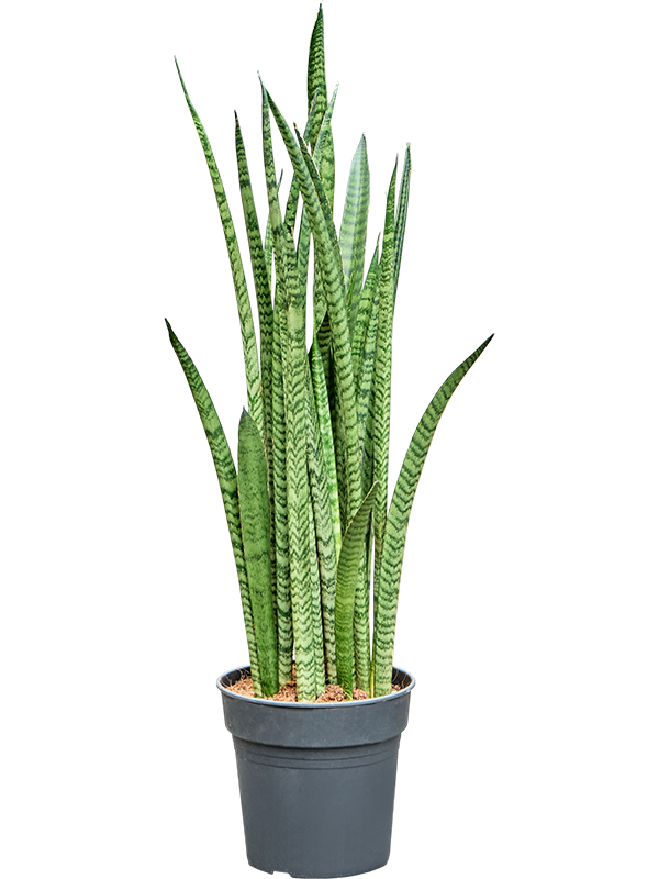 Sansevieria zeylanica 'Narrow'