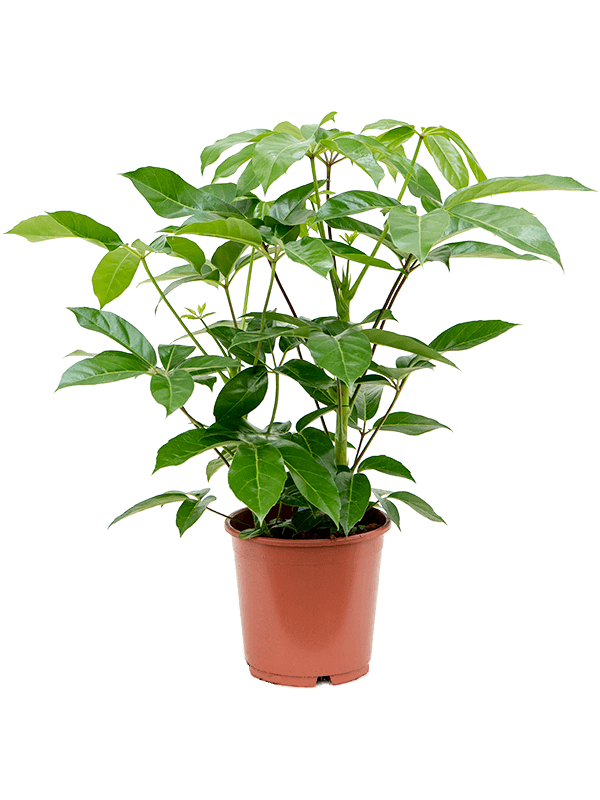 Schefflera actinophylla 'Amate'