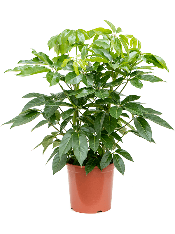 Schefflera actinophylla 'Amate'