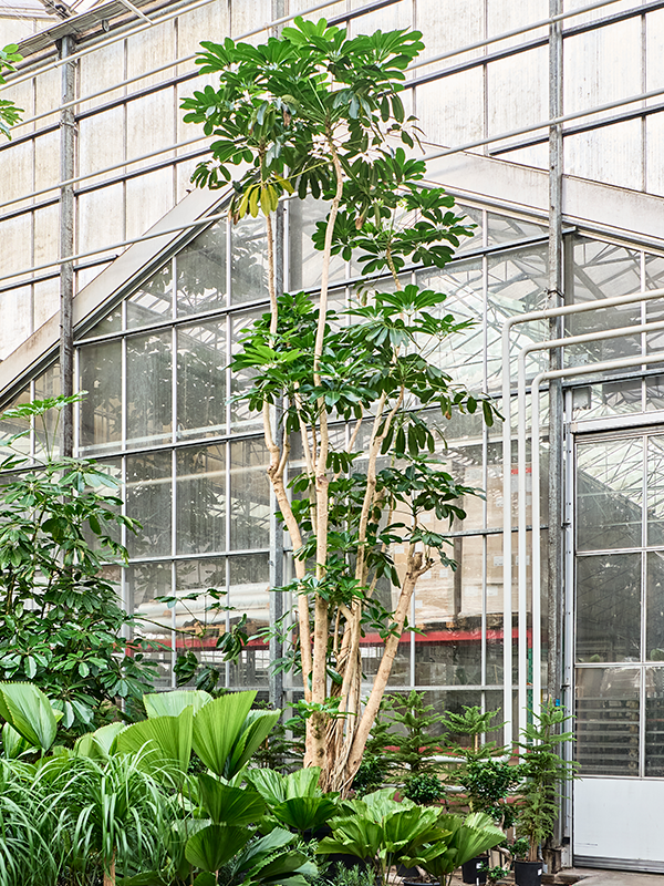Schefflera actinophylla 'Amate'
