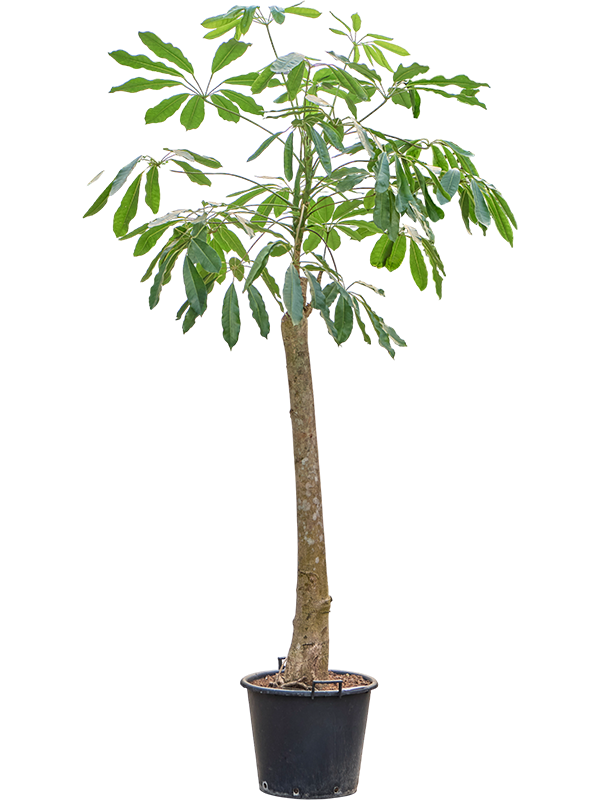 Schefflera amate