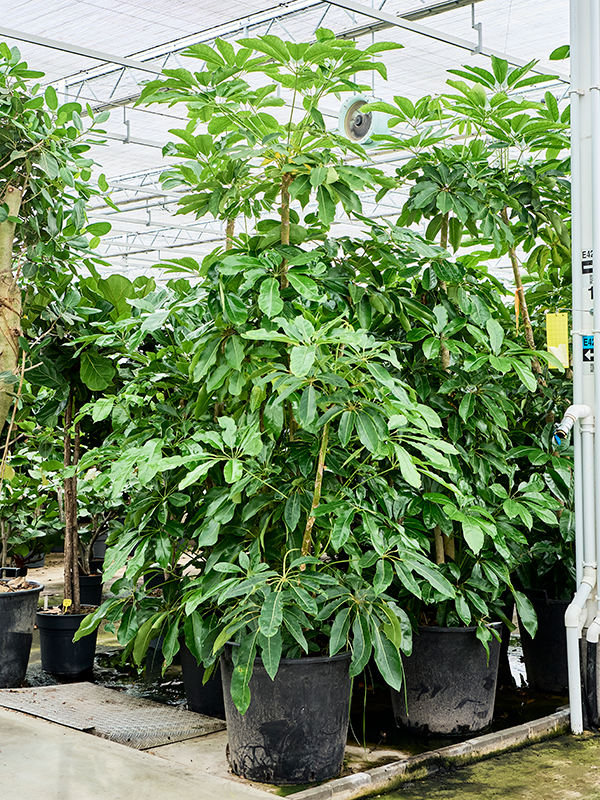 Schefflera actinophylla 'Amate'