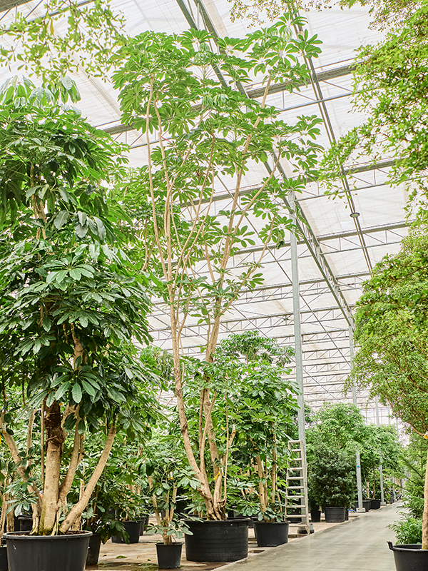 Schefflera actinophylla 'Amate' (800-900)