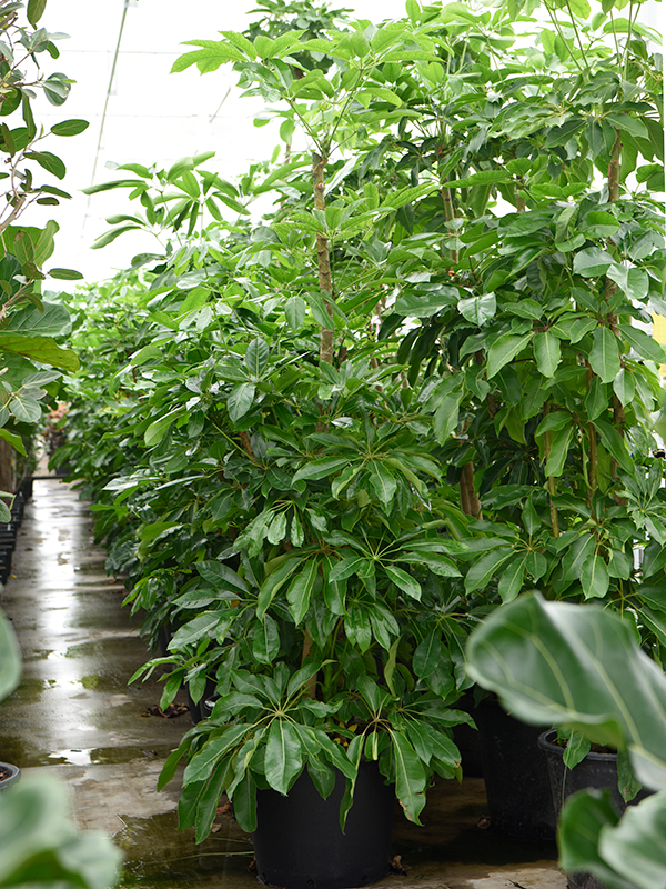 Schefflera actinophylla 'Amate'