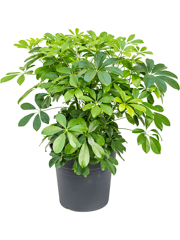 Schefflera arboricola 'Compacta'