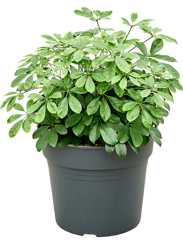 Schefflera arboricola 'Compacta'