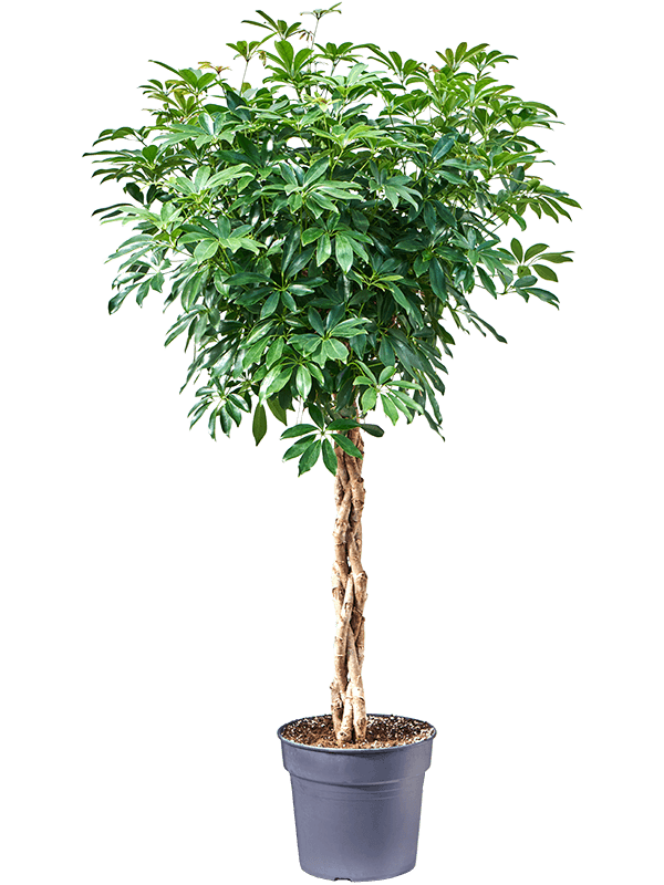 Schefflera arboricola 'Compacta'