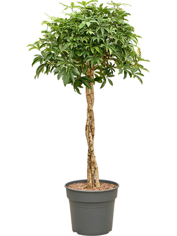 Schefflera arboricola 'Compacta'