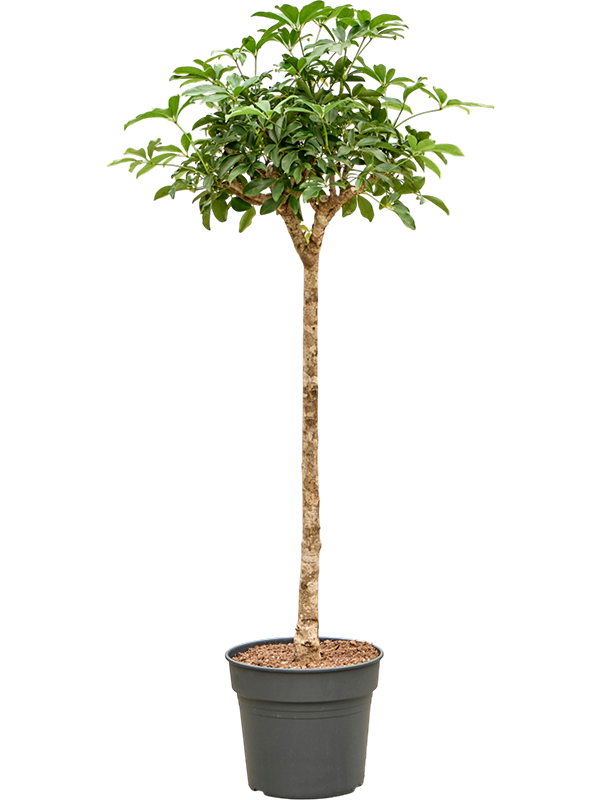 Schefflera arboricola 'Compacta'