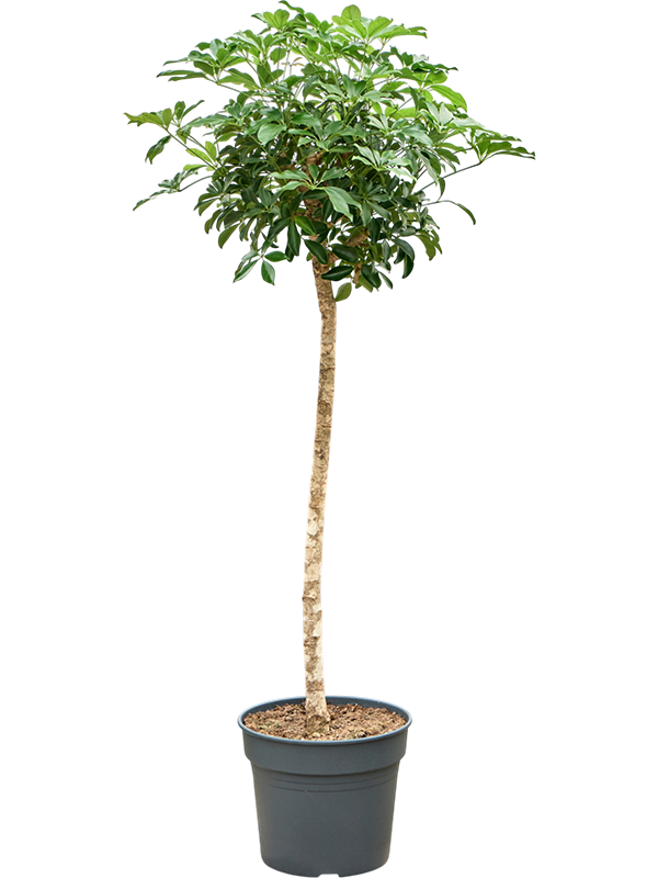 Schefflera arboricola 'Compacta'