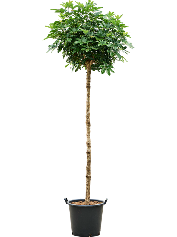 Schefflera arboricola 'Compacta'