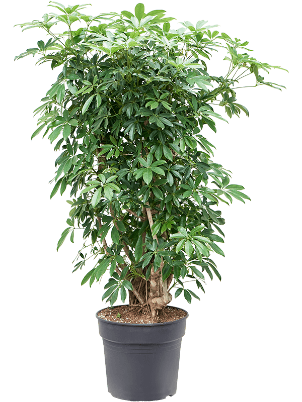 Schefflera arboricola 'Compacta'