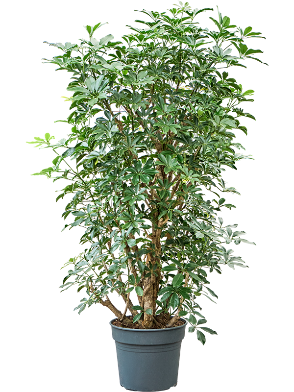 Schefflera arboricola 'Compacta' (160-200)