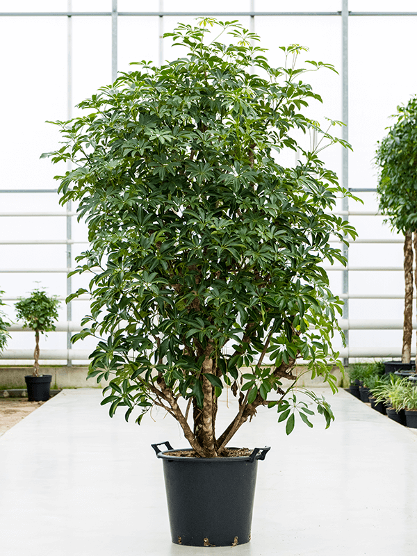 Schefflera arboricola 'Compacta'