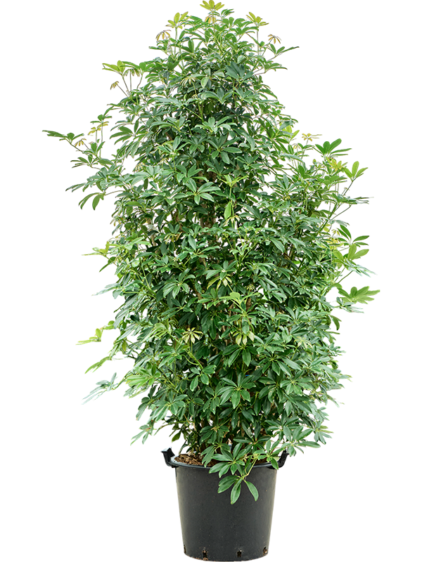 Schefflera arboricola 'Compacta'  (200-220)