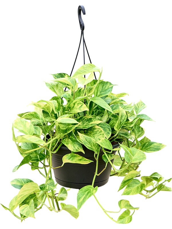 Scindapsus (Epipremnum) 'Aureum'