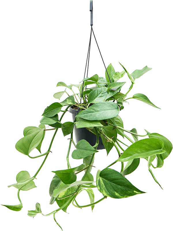 Scindapsus (Epipremnum) 'Aureum'